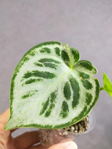 観葉植物 アンスリウムドラヤキ」の人気商品一覧 | 安い商品を通販